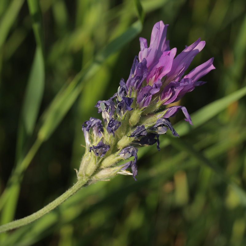 Image of Astragalus onobrychis specimen.