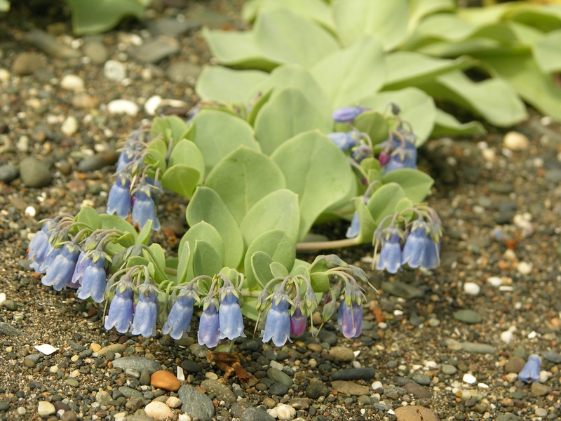 Image of Mertensia maritima specimen.