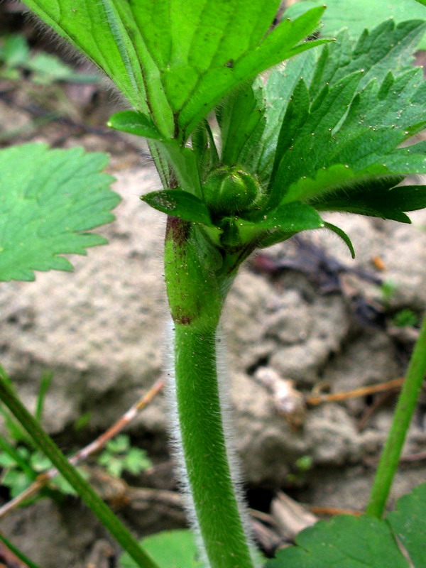 Image of Ranunculus grandifolius specimen.