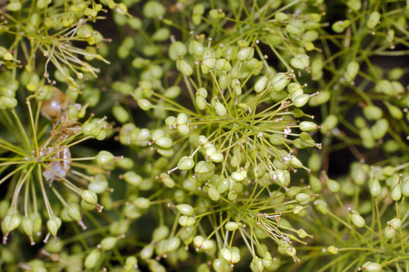 Image of Cardaria draba specimen.