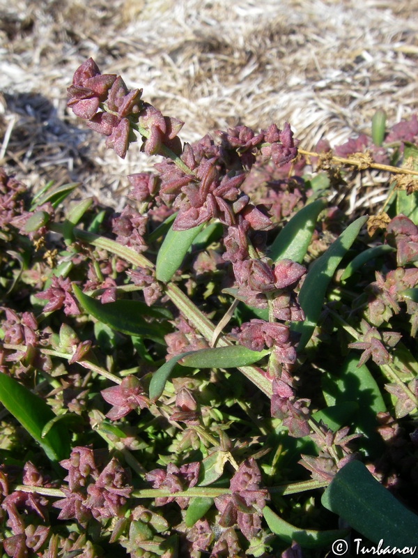 Image of Atriplex prostrata specimen.