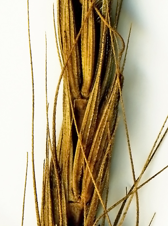 Image of Elymus excelsus specimen.