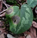 Cyclamen coum. Лист с поражениями фитопатогенным грибом (возможно, Colletotrichum cyclamenae Halst.). Краснодарский край, Сочи, окр. Хосты, лес. 26.02.2015.