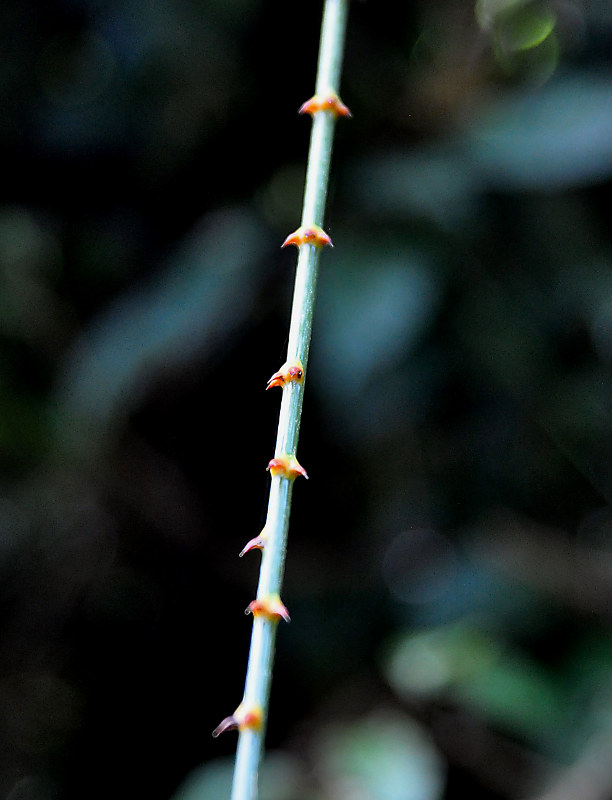 Image of Calamus viminalis specimen.