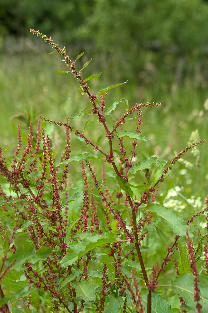 Изображение особи Rumex sylvestris.