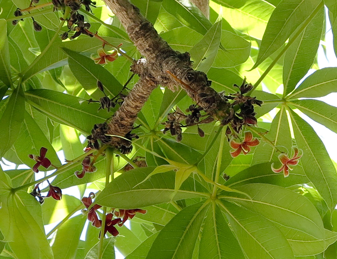 Image of Sterculia foetida specimen.