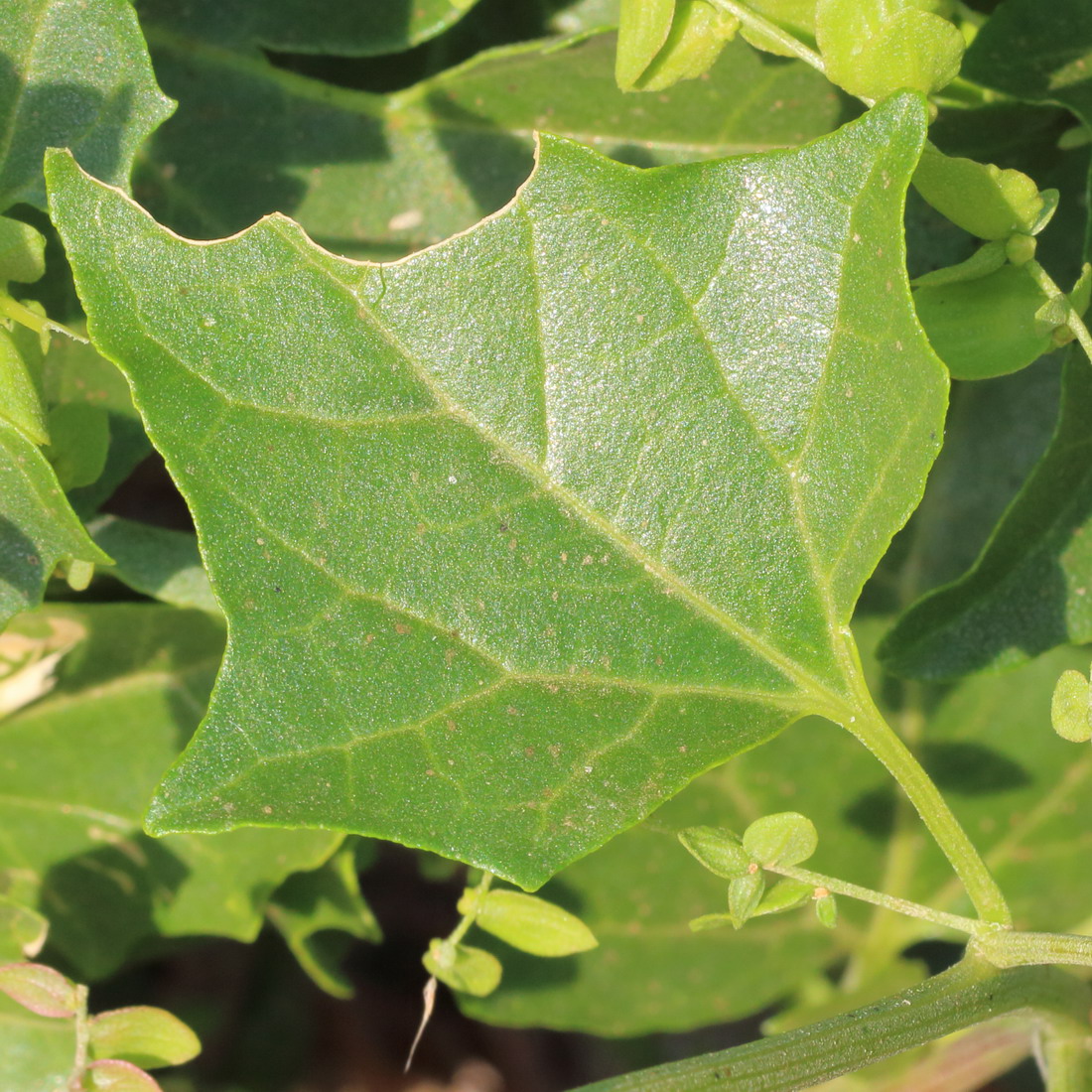 Image of Atriplex aucheri specimen.