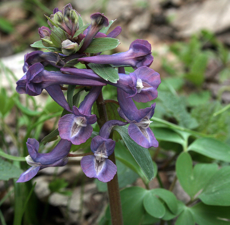 Изображение особи Corydalis solida.