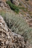 Artemisia rutifolia. Плодоносящее растение. Южный Казахстан, горы Алатау (Даубаба), Западное ущелье. 08.07.2014.