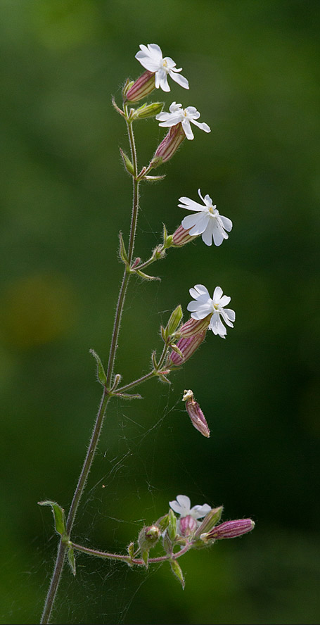 Image of Melandrium album specimen.