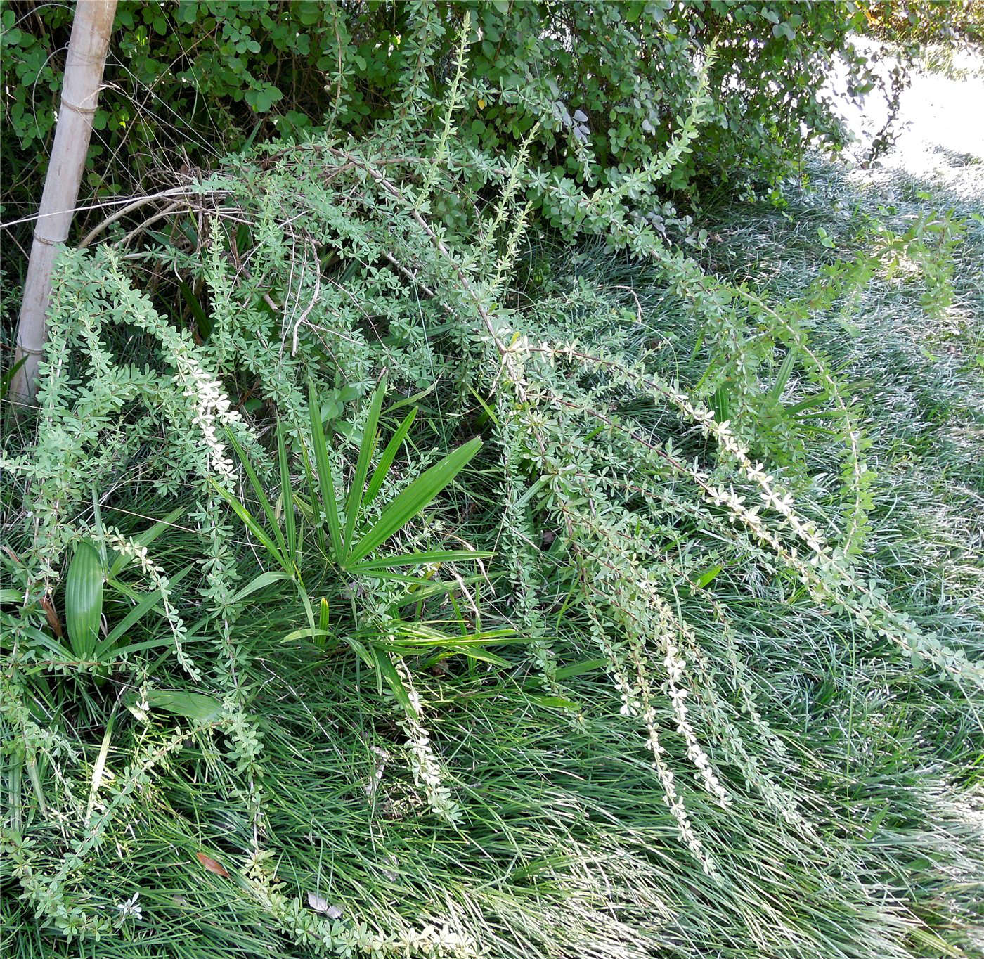 Изображение особи Berberis wilsonii.