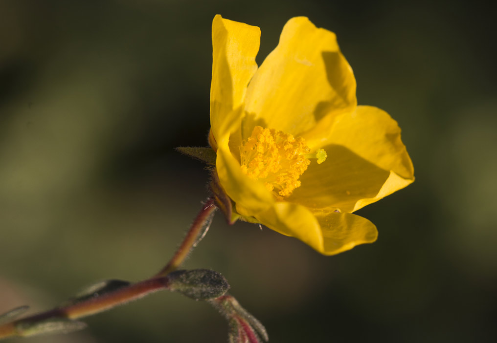 Image of Fumana arabica specimen.