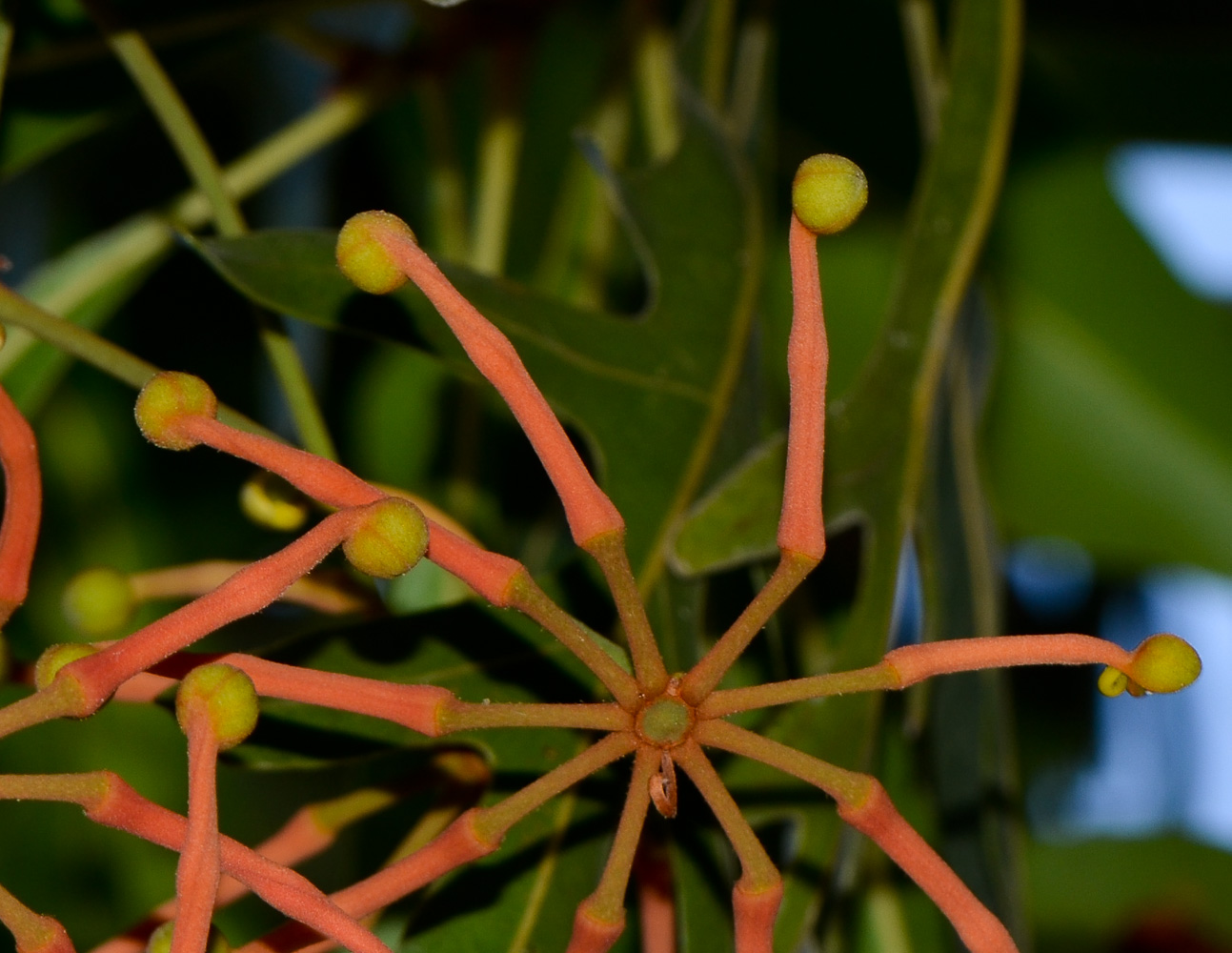 Image of Stenocarpus sinuatus specimen.