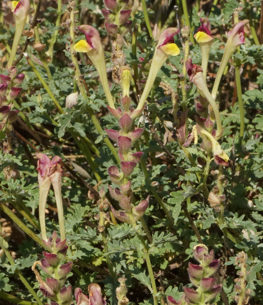 Image of Scutellaria alberti specimen.