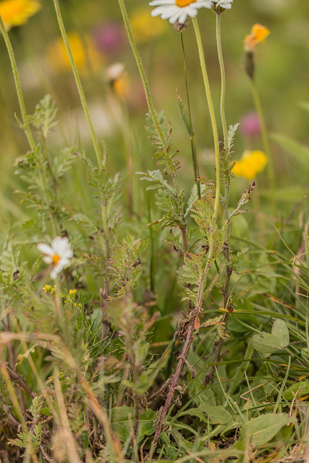 Изображение особи Anthemis melanoloma.