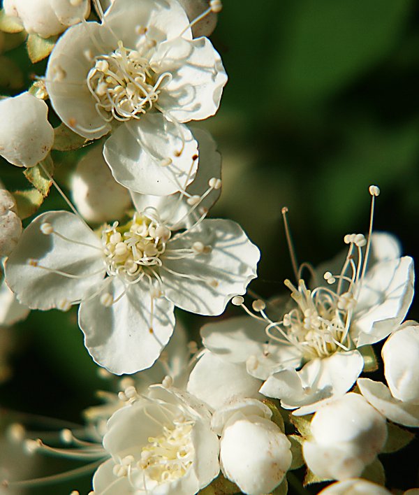 Изображение особи Spiraea chamaedryfolia.