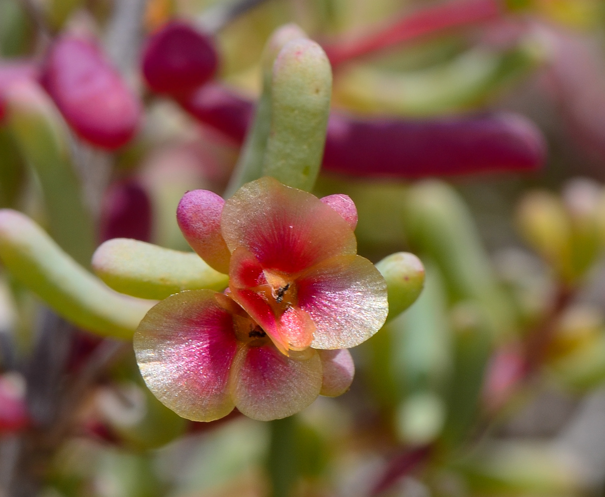 Изображение особи Salsola divaricata.