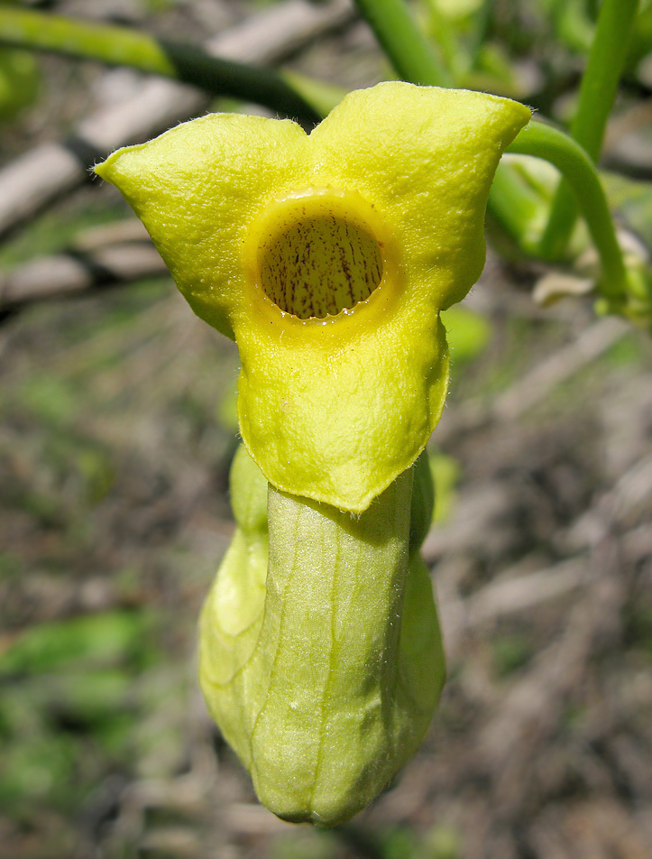 Image of Aristolochia manshuriensis specimen.