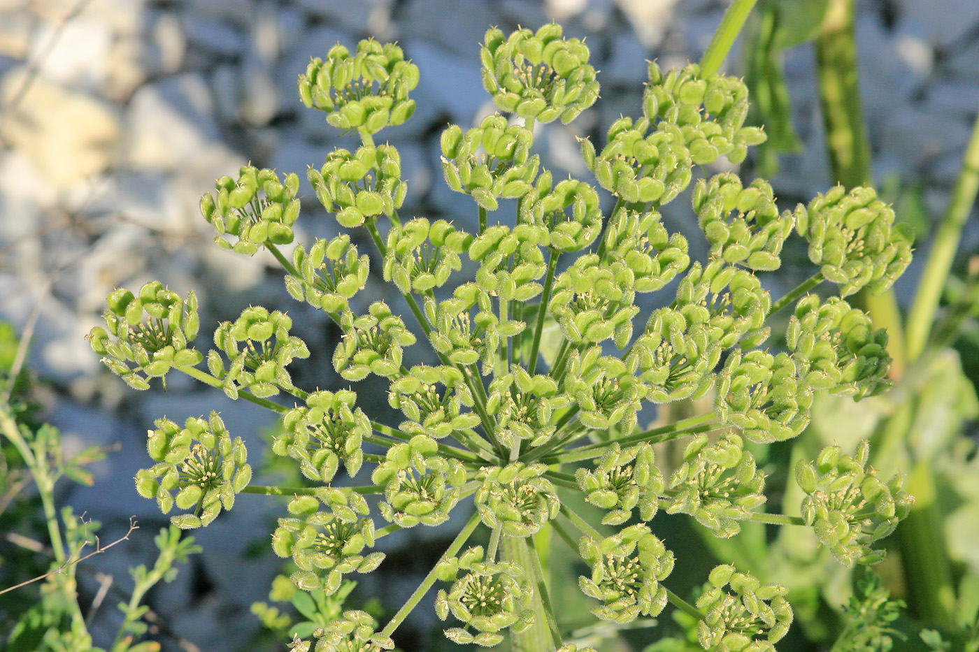 Image of Heracleum stevenii specimen.