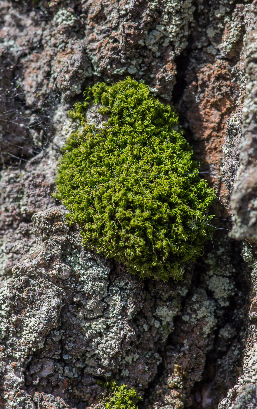 Image of Dicranum montanum specimen.