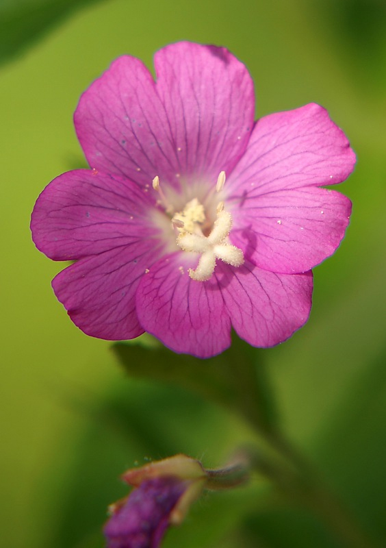 Image of Epilobium hirsutum specimen.