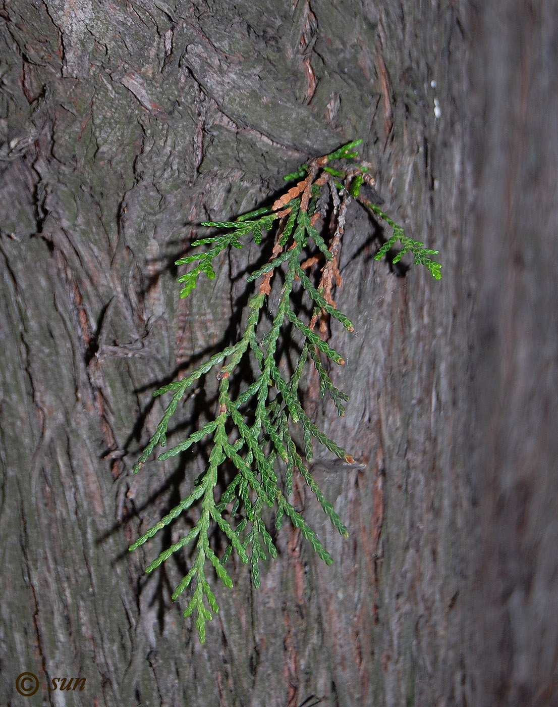 Image of Platycladus orientalis specimen.