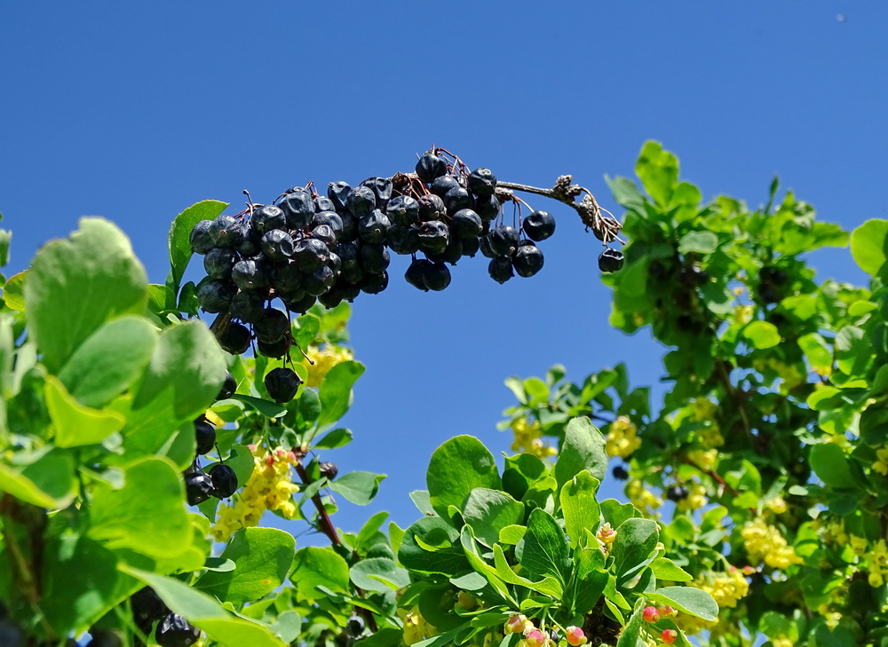 Image of Berberis sphaerocarpa specimen.