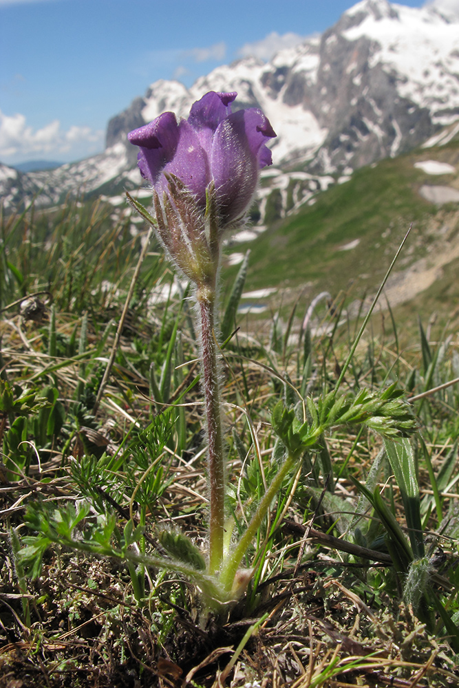 Image of Pulsatilla violacea specimen.