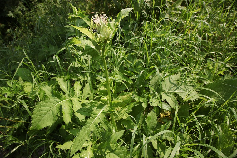 Изображение особи Cirsium oleraceum.