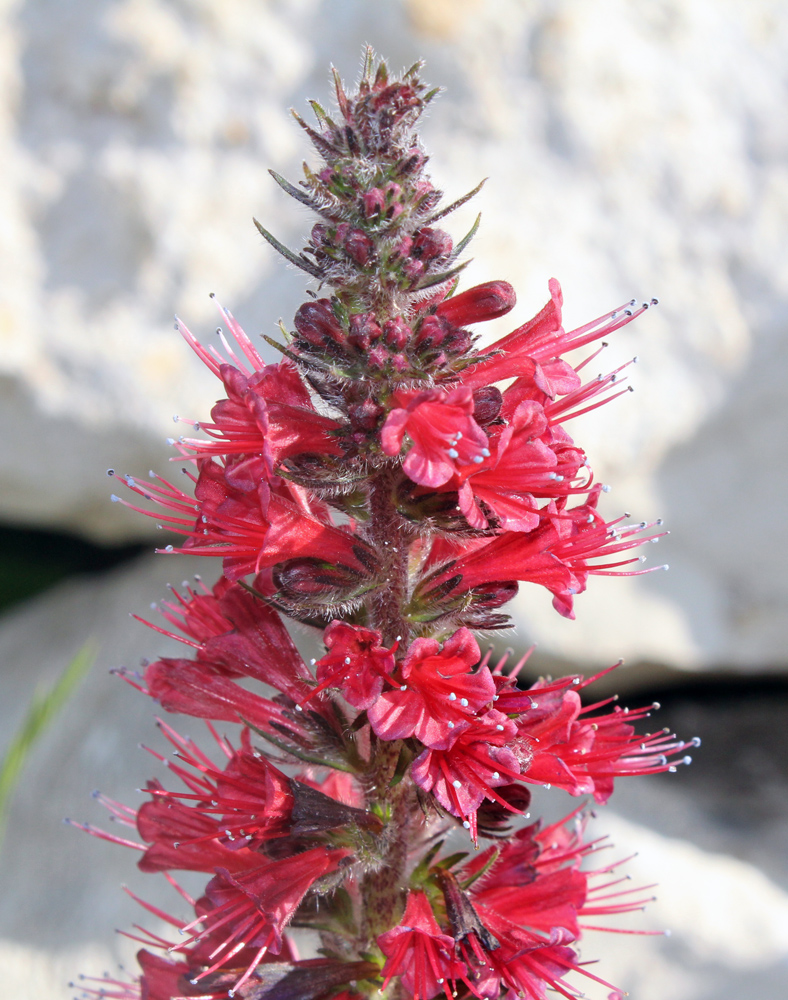 Image of Echium russicum specimen.