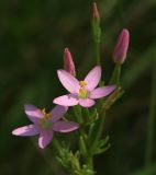 Centaurium erythraea