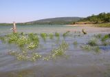 View full-size image Oenanthe aquatica