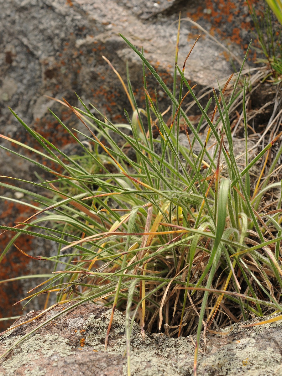 Image of genus Helictotrichon specimen.