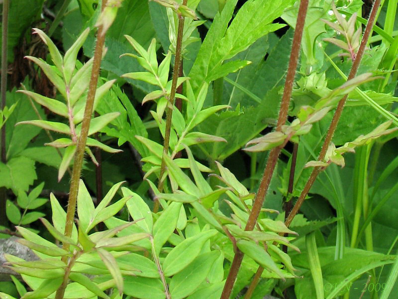 Image of Polemonium laxiflorum specimen.