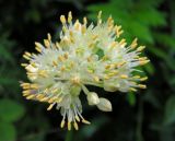 Allium condensatum