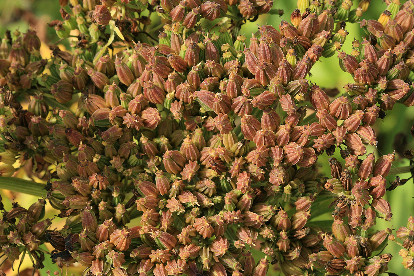 Image of Pleurospermum uralense specimen.