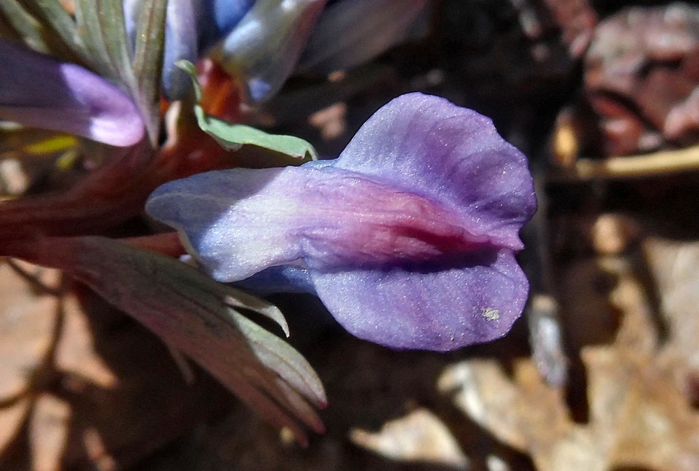 Изображение особи Corydalis solida.