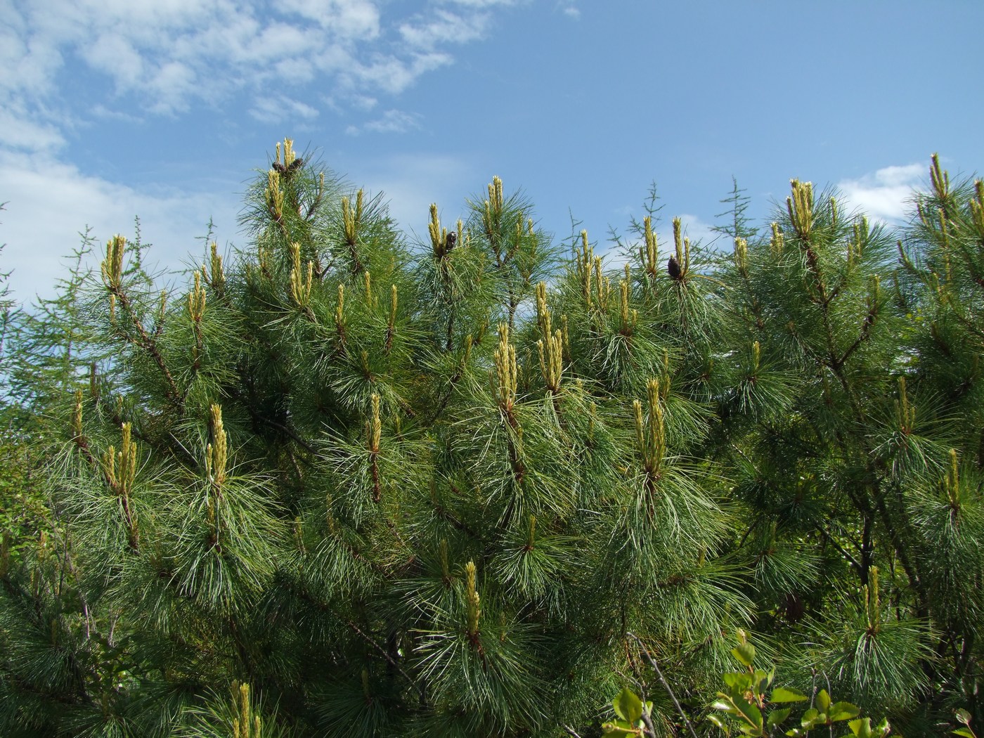 Image of Pinus pumila specimen.