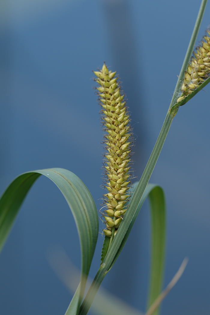 Image of Carex riparia specimen.