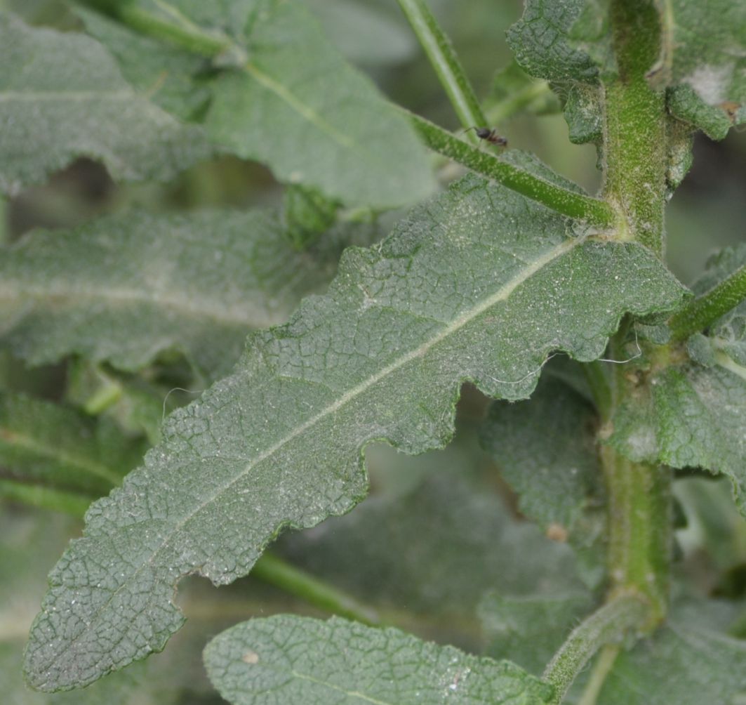 Image of Verbascum chaixii specimen.