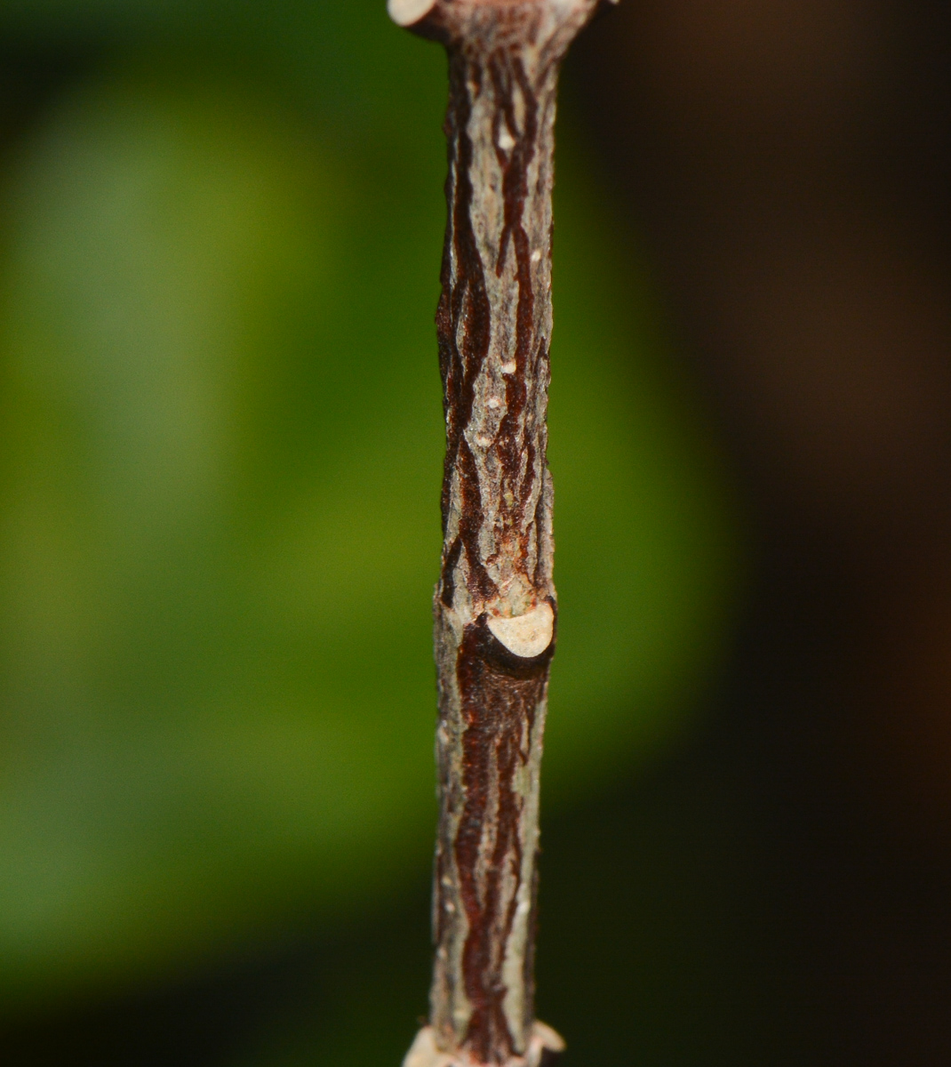 Image of Wrightia antidysenterica specimen.