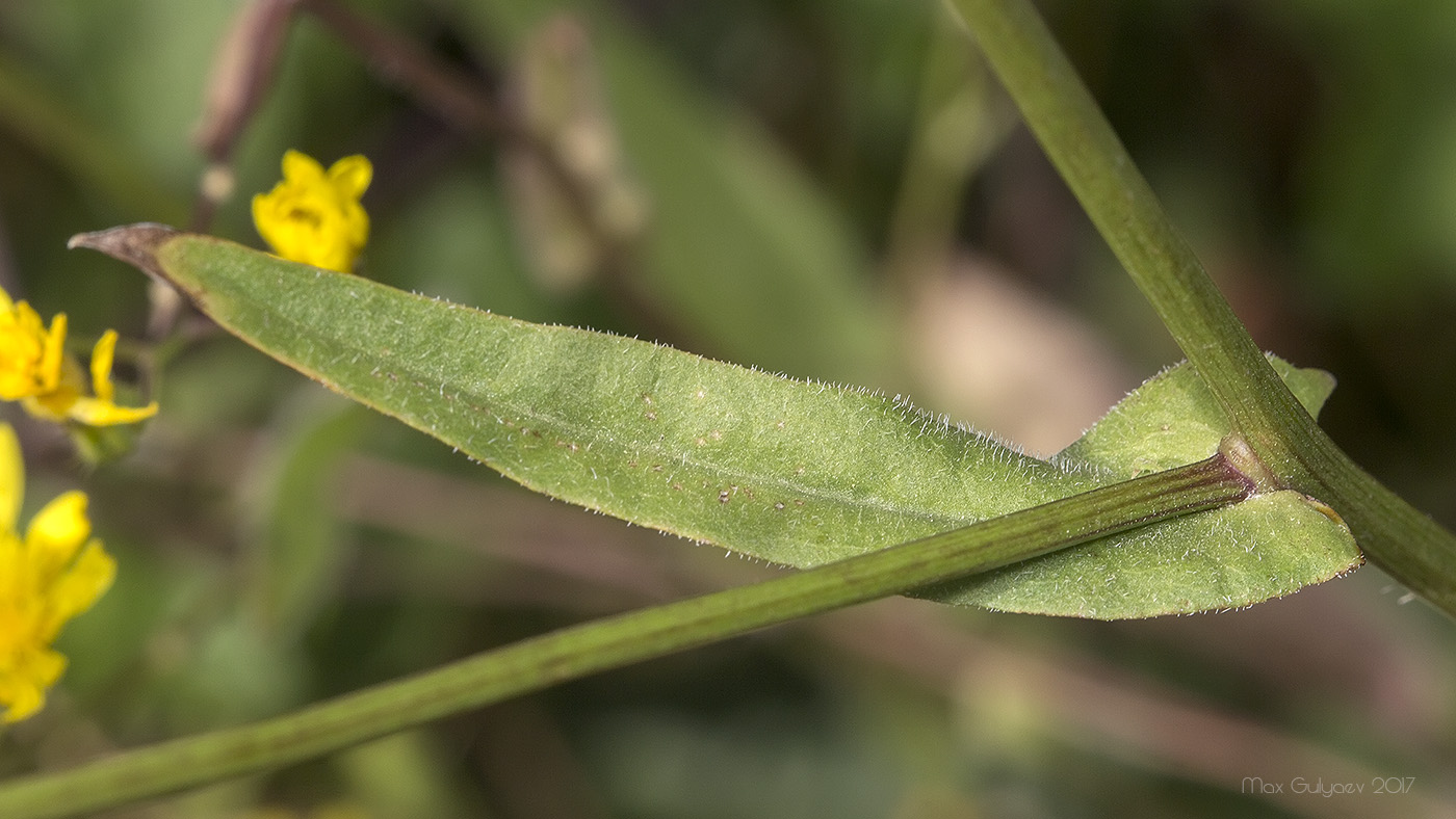 Изображение особи род Crepis.