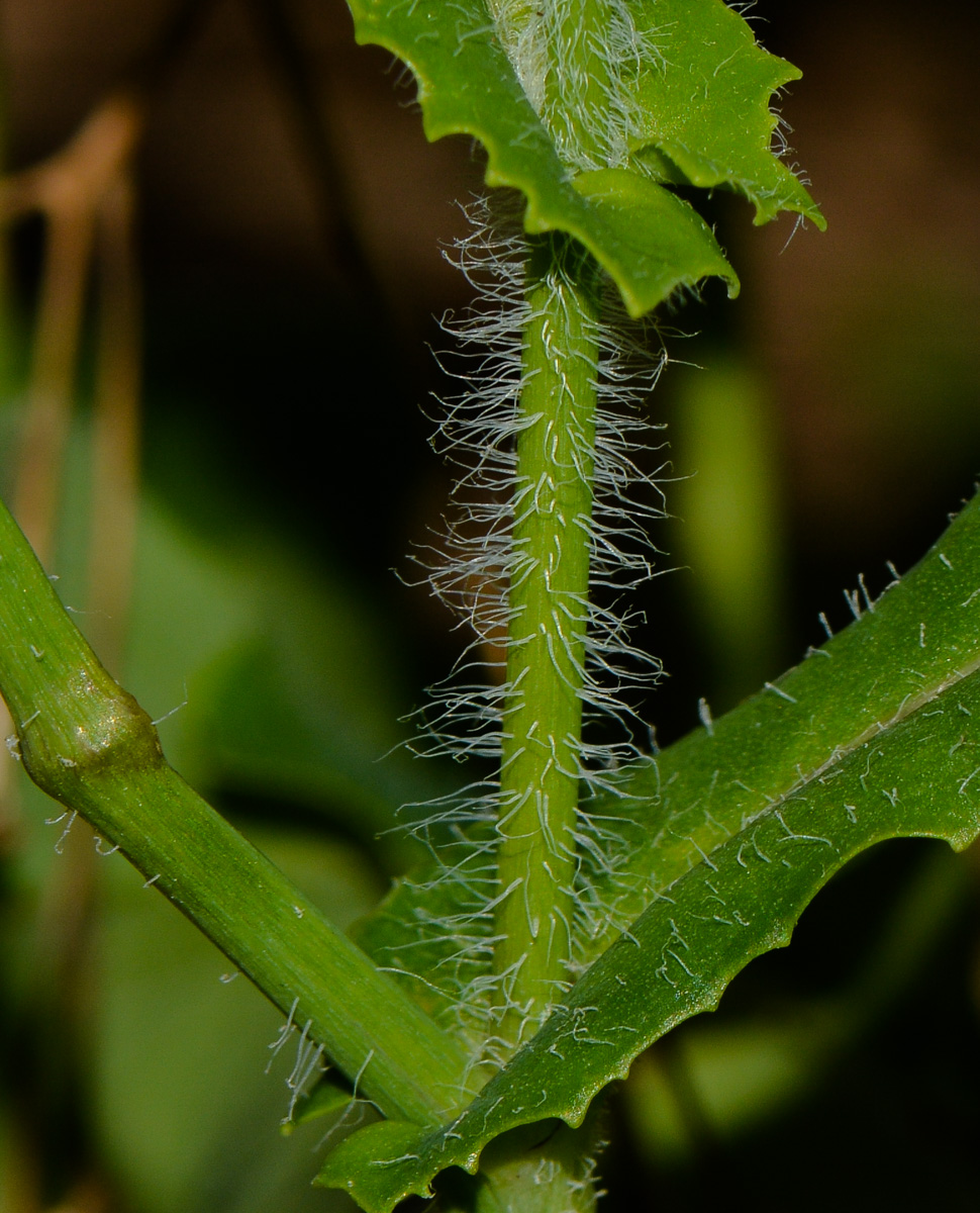 Image of Emilia sonchifolia specimen.