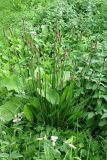 Plantago lanceolata