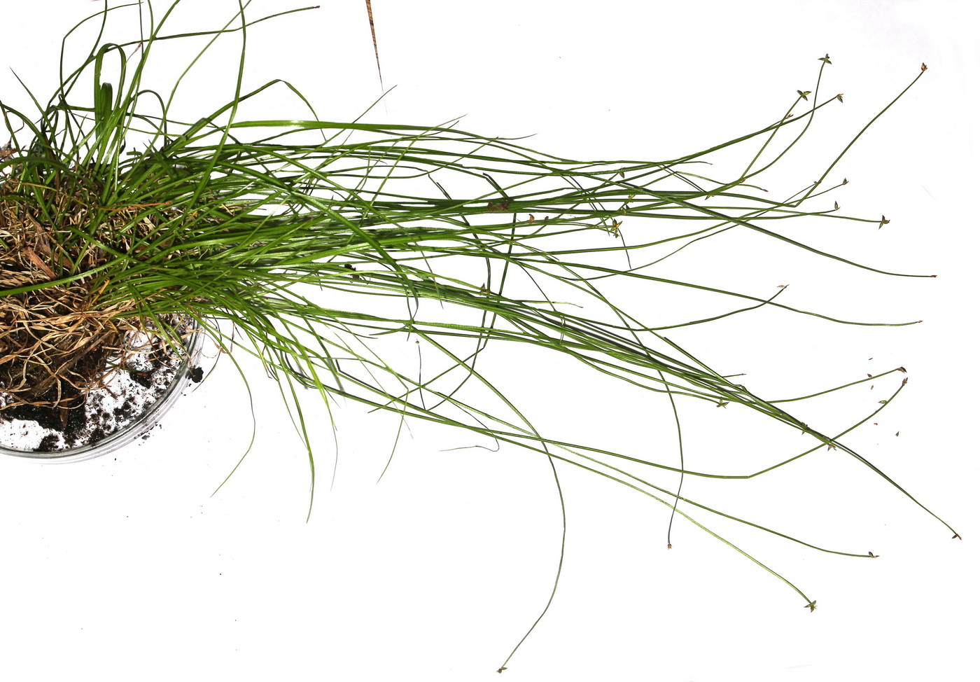 Изображение особи Carex capituliformis.
