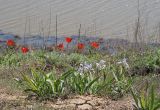 Iris scariosa. Цветущие растения на берегу. На заднем плане Tulipa gessneriana. Волгоградская обл., Палласовский р-н, оз. Эльтон, устье р. Хара. 25.04.2010.