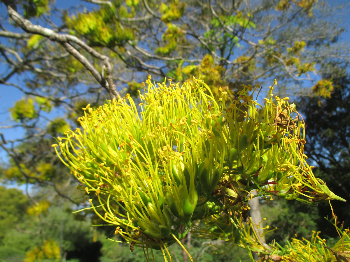 Image of Delonix floribunda specimen.