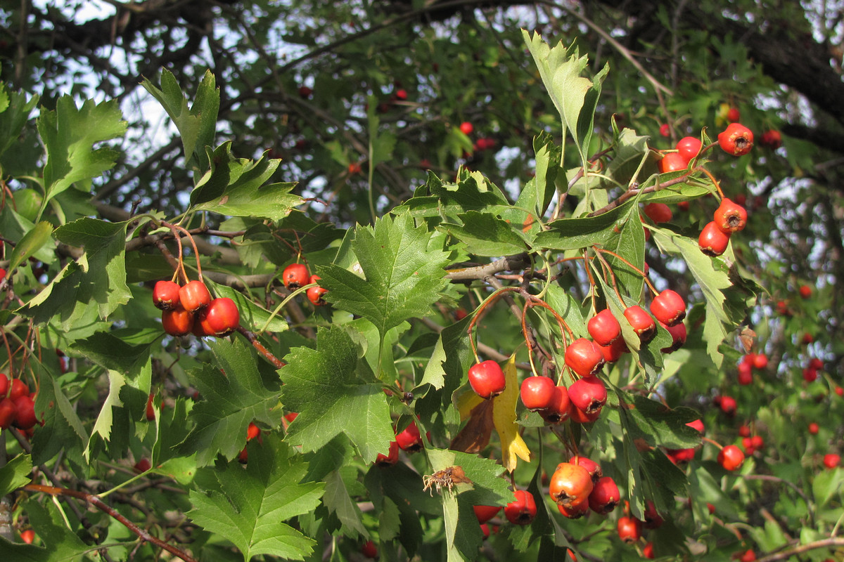 Image of Crataegus stankovii specimen.