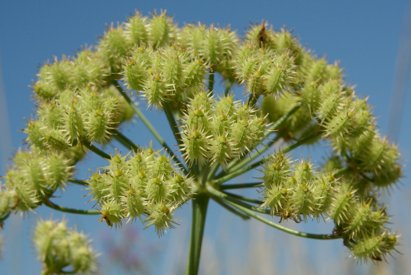 Image of Astrodaucus littoralis specimen.