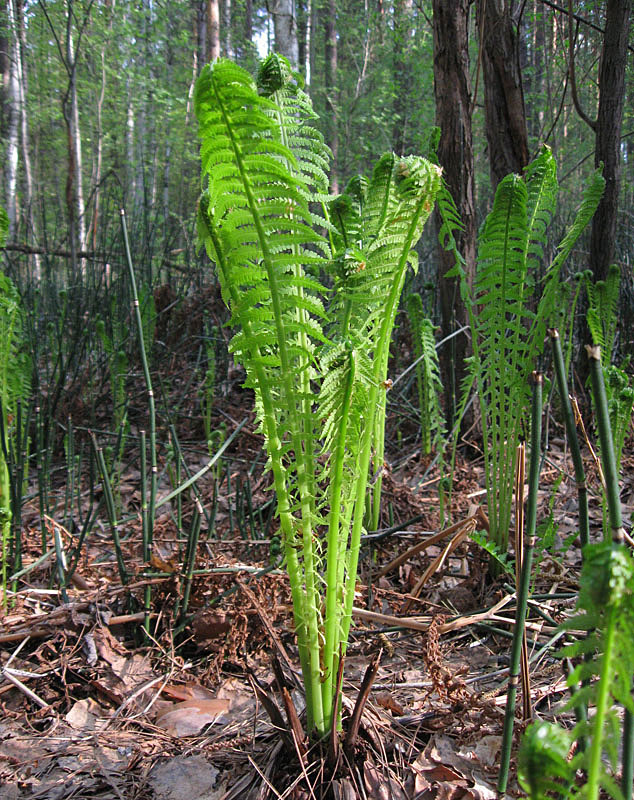 Image of Matteuccia struthiopteris specimen.